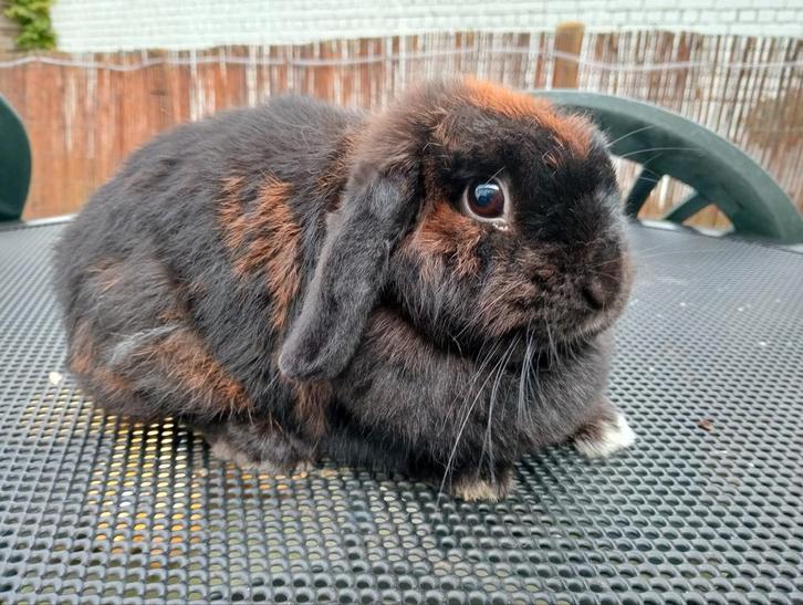 Minilop voeder, Dieren en Toebehoren, Konijnen