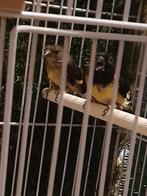 Tarin au ventre jaune, Plusieurs animaux, Oiseau chanteur sauvage, Bagué