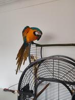 Blauwe-gele Ara (Ara ararauna) – 10 maanden, Sexe inconnu, Perroquet, Parleur