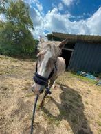 Jonge pony zoekt een nieuw huisje, Merrie, Zadelmak, 3 tot 6 jaar, C pony (1.27m tot 1.37m)