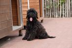 Prachtige medium labradoodle pups (gemeleerd en choco), Dieren en Toebehoren, België, Overige rassen, CDV (hondenziekte), 8 tot 15 weken
