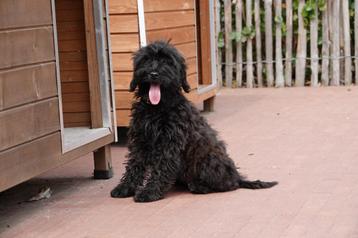 Chiots labradoodle de taille moyenne, Autres races, Plusieurs, Parvovirose, Belgique