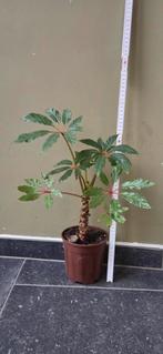 Belle plante d'intérieur., Enlèvement