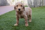 Abrikoze Medium Labradoodle pups met stamboom, Dieren en Toebehoren, Parvo, België, Overige rassen, 8 tot 15 weken
