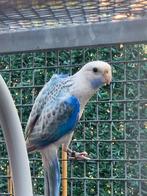 Rosella's mutaties 25, Dieren en Toebehoren, Vogels | Parkieten en Papegaaien, Meerdere dieren, Parkiet, Geringd