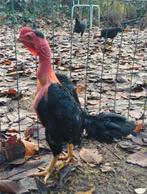 Madagascar combat le bantam - Malgache Game Bantam, Plusieurs animaux, Poule ou poulet