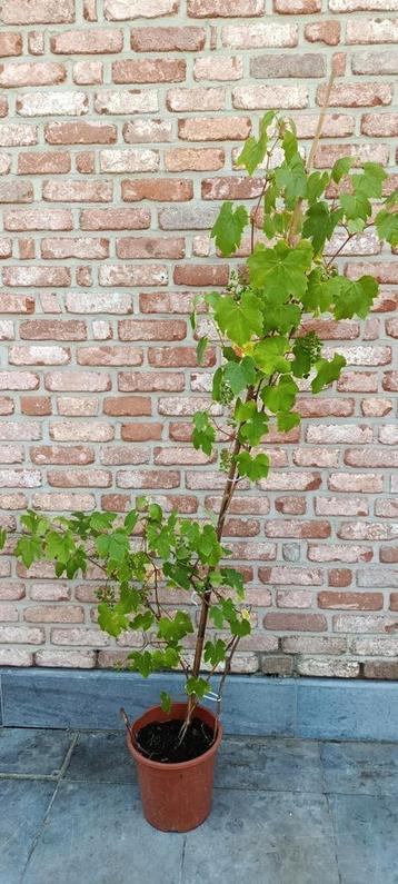 Druivenlaar met trossen beschikbaar voor biedingen