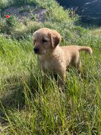 Mooie golden retriever pups!, Dieren en Toebehoren, Honden | Retrievers, Spaniëls en Waterhonden, Golden retriever, België, Reu