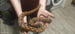 2.2 Rainbow boa 's, Dieren en Toebehoren, Reptielen en Amfibieën, Slang, Tam, 3 tot 6 jaar