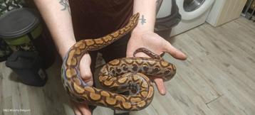 2.2 Rainbow boa 's beschikbaar voor biedingen