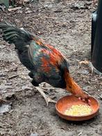 Jonge haan, Dieren en Toebehoren, Mannelijk, Kip