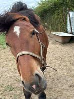 Goed thuis Gezocht Belgisch trekpaard merrieveulen, Dieren en Toebehoren, Paarden, Merrie, Minder dan 160 cm, 0 tot 2 jaar, Gechipt