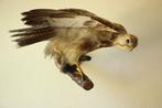 Taxidermie opgezette roofvogel, Ophalen of Verzenden, Gebruikt