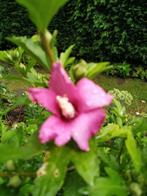 Hibiscus plant, Jardin & Terrasse, Bulbes & Semences, Enlèvement