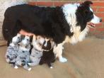 border-colliepups, Dieren en Toebehoren, Honden | Herdershonden en Veedrijvers, België, Fokker | Hobbymatig, 8 tot 15 weken, CDV (hondenziekte)