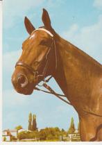 PAARD   10, Collections, Cartes postales | Animaux, Non affranchie, Cheval, Envoi
