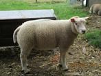 schapen, Dieren en Toebehoren, Schapen, Geiten en Varkens, Mannelijk, Schaap, 0 tot 2 jaar