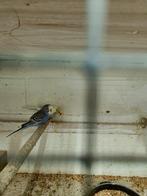grasparkietjes, Meerdere dieren, Parkiet