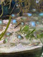 Jonge electric blue acara, Dieren en Toebehoren, Vissen | Aquariumvissen