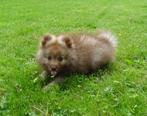 Mittelspitz, CDV (hondenziekte), Meerdere, Keeshond, 8 tot 15 weken