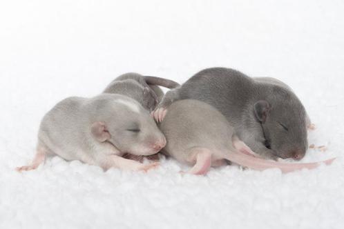 Tamme ratjes / rittens dumbo, Dieren en Toebehoren, Knaagdieren, Meerdere dieren, Rat, Tam