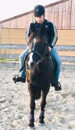 Walking horse, Dieren en Toebehoren, Paarden, Gechipt, M, 11 jaar of ouder, Merrie