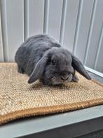 Nederlandse hangoordwerg voedster, Femelle, Nain, Oreilles tombantes, 0 à 2 ans