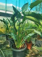 Strelitzia reginae, 100/110 hoog. Maakt al bloemen., Tuin en Terras, Ophalen of Verzenden