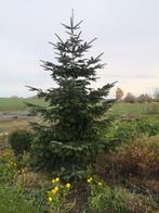 kerstboom, Ophalen, Nieuw