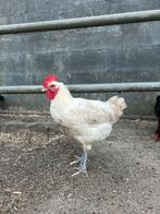 Jonge hanen poule de Bresse, Dieren en Toebehoren, Pluimvee