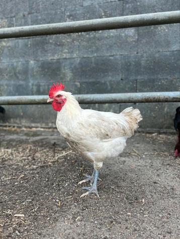 Jonge hanen poule de Bresse, Dieren en Toebehoren