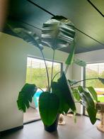 Paradijsvogelplant, Maison & Meubles, Plantes d'intérieur, En pot, 200 cm ou plus, Plante à fleurs, Enlèvement