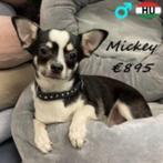 Mickey, Lieve Chihuahua zoekt een warme thuis, Dieren en Toebehoren, Honden | Chihuahua's en Gezelschapshonden, 15 weken tot 1 jaar