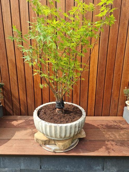 verschillende pre-bonsai starters  vanaf 8 euro, Jardin & Terrasse, Plantes | Arbres, Enlèvement ou Envoi