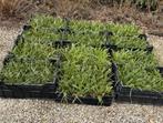 planten carex morrowii ice dance 290 stuks P9 potjes, Tuin en Terras, Ophalen, Vaste plant, Siergrassen