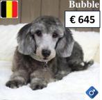 « Bubble » Caniche Nain gris belge à vendre, 15 semaines à 1 an, Commerçant, Chien (mâle), Caniche