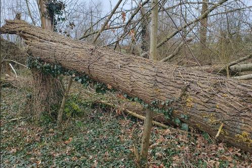Canadese populier te koop, Tuin en Terras, Brandhout, Takken, Ophalen