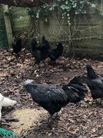 Ayam cemani, Dieren en Toebehoren, Pluimvee