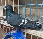 Kleurpostduif, Dieren en Toebehoren, Vogels | Duiven