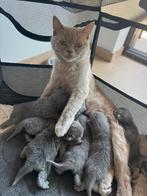 Britsekort haar, Dieren en Toebehoren, Dierenvoeding, Ophalen, Kat