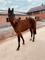 3 jarige merrie van Duel de HSP te koop, Dieren en Toebehoren, Merrie, Onbeleerd, 165 tot 170 cm, Springpaard