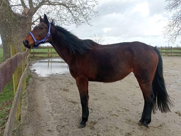 Jument TF, Animaux & Accessoires, Chevaux, Jument, Ne s'applique pas, Moins de 160 cm, 11 ans ou plus, Cheval de récréation, Avec pedigree