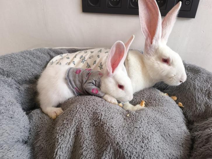 Verschillende Duitse Reus Konijnen te koop, Dieren en Toebehoren, Konijnen, Groot, Meerdere dieren, 0 tot 2 jaar