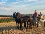 Te koop koppel Friese merries van 4jaar, Animaux & Accessoires, Chevaux, Jument, Cheval d'attelage, Avec puce électronique, 3 à 6 ans