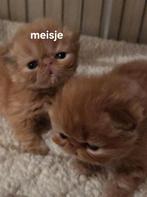 Persische kittens, Meerdere dieren, Ontwormd, 0 tot 2 jaar