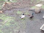 Hollandse kwakers (natuurbroed), Dieren en Toebehoren, Pluimvee, Mannelijk, Eend