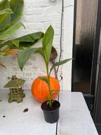 Musa sikkimensis Ever Red, Ophalen