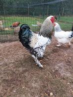 Brahma hanen duiven en bosfazant van dit jaar...10 euro stuk