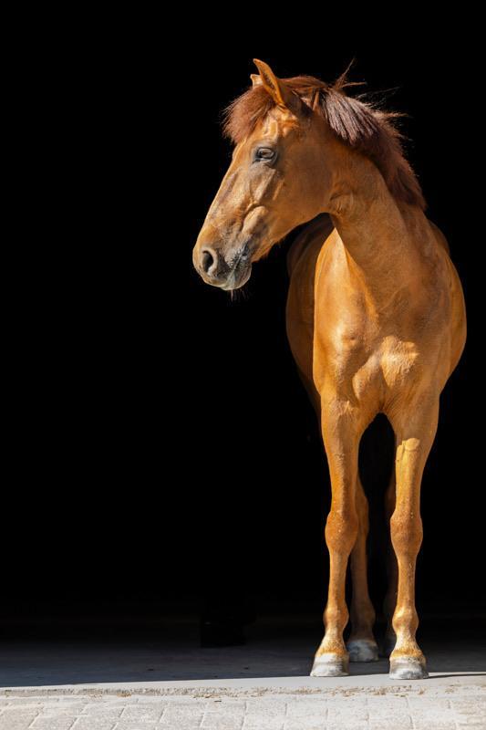 Knappe sportpony dressuur 11 jaar 148 cm, Dieren en Toebehoren, Paarden, Ruin, M, Minder dan 160 cm, 11 jaar of ouder, Dressuurpaard