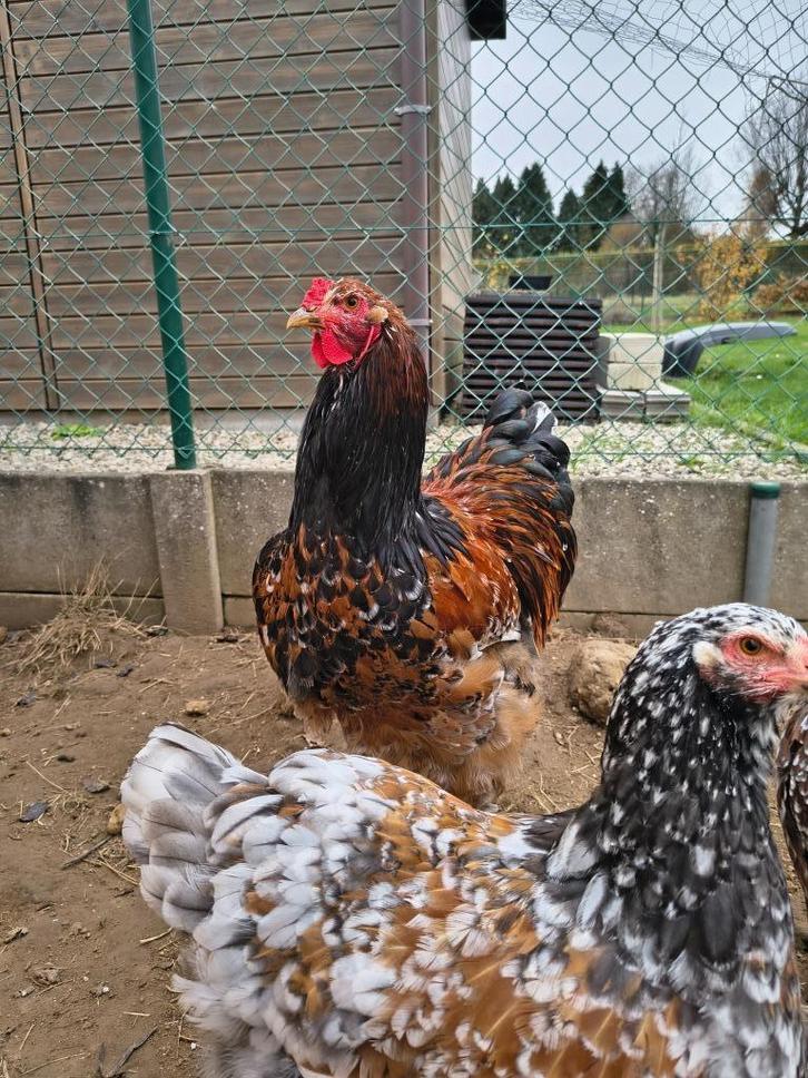 Brahma porselein, Dieren en Toebehoren, Pluimvee, Kip, Mannelijk